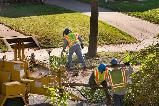 Trusted Valley Stream, NY Tree Removal and Landscaping Services Experts